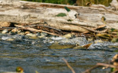 Making connections for salmon in the Skagit