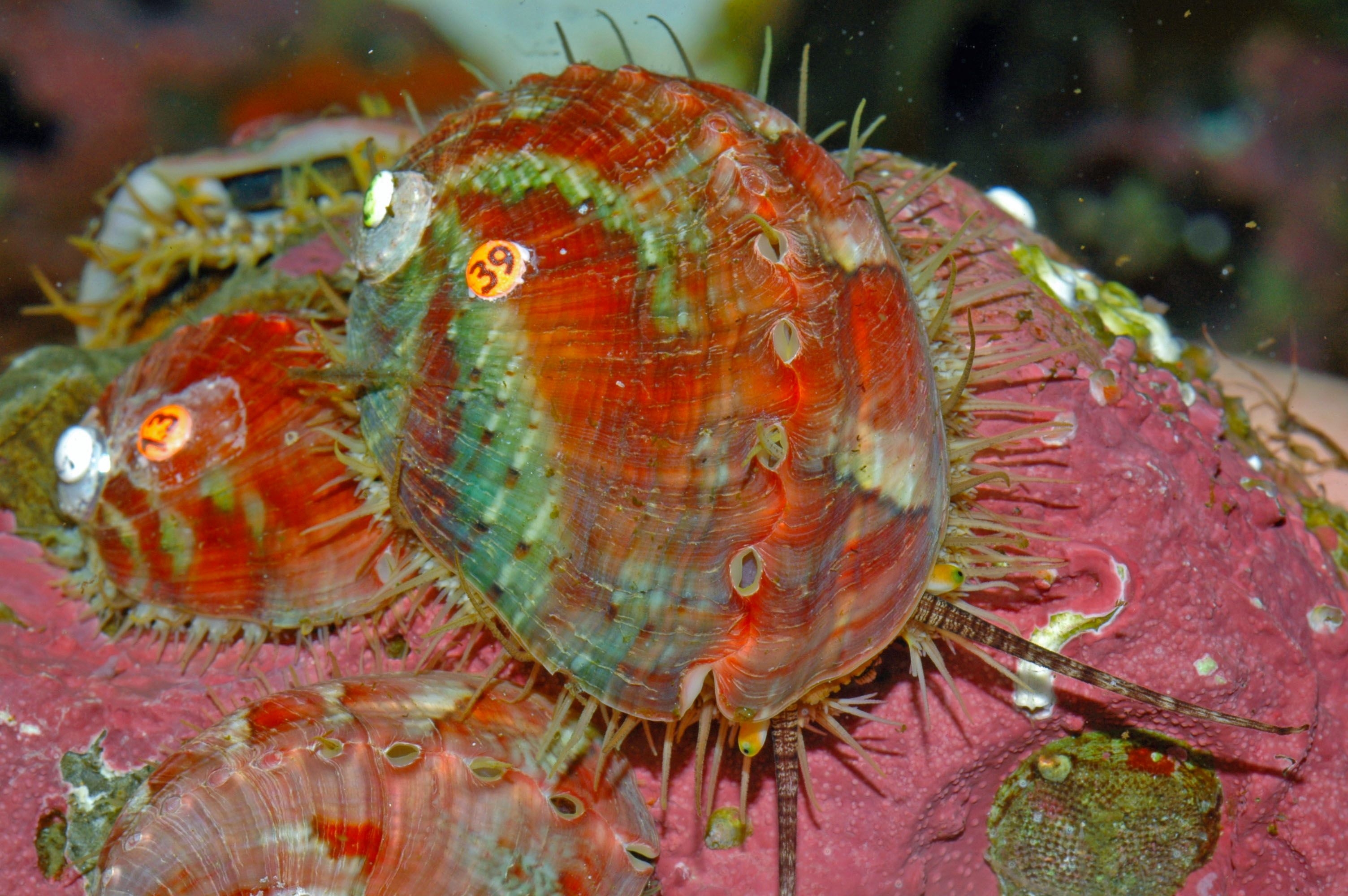 Restoration of the Pinto Abalone
